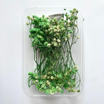 Dry Flower Box (MG20594) Light green