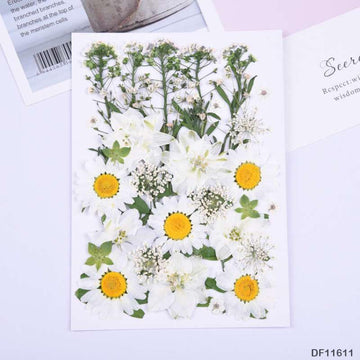 Df116-11 Dry Flower Sheet