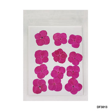 Df38-13 Dry 12 Flower Sheet