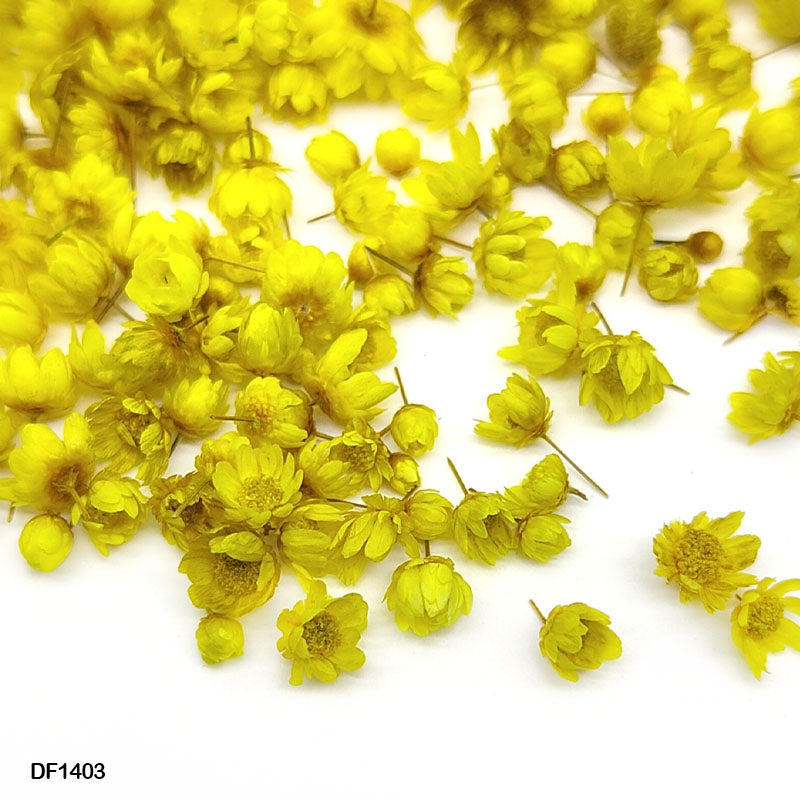 MG Traders Dried Flower Df1403 Dry Flower 140Pcs Round Box Yellow