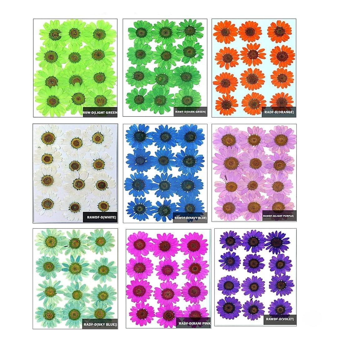 Ravrai Craft - Mumbai Branch Resin Art Dry Flowers Dried Flowers Pressed Daisy