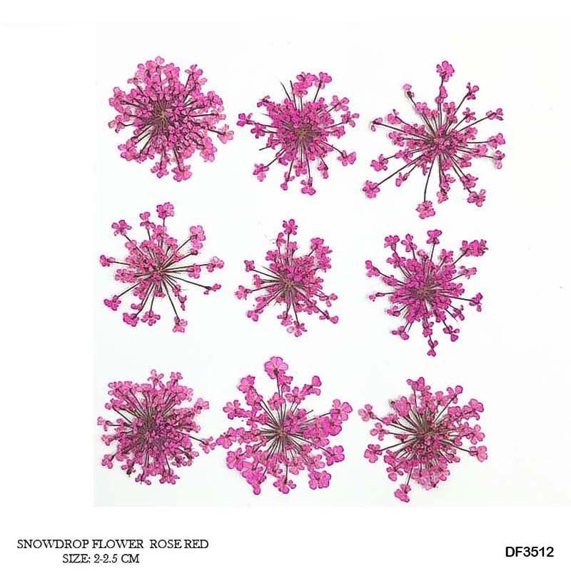 Dried Flower for Resin Dry 12 Flower Sheet Df35-12