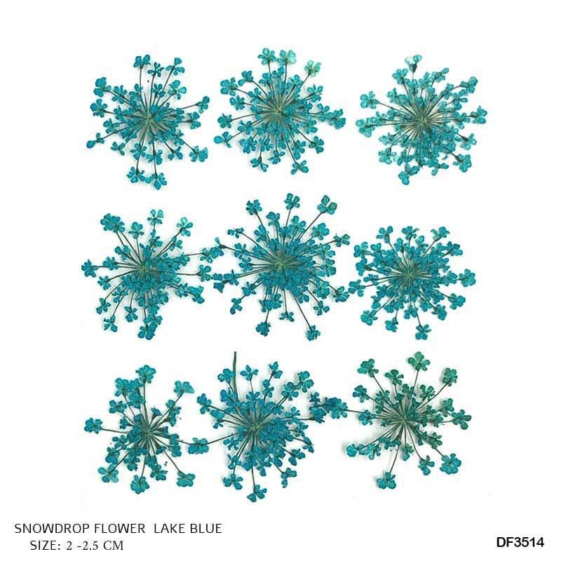 Dried Flower for Resin Dry 12 Flower Sheet Df35-14