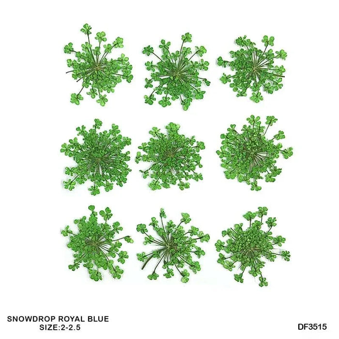 Dried Flower Sheet - 12 Flowers per Sheet (Design 18)