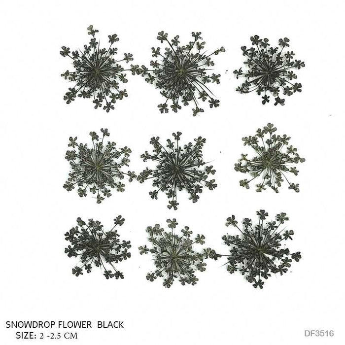 Dried Flower Sheet - 12 Flowers per Sheet (Design 22)