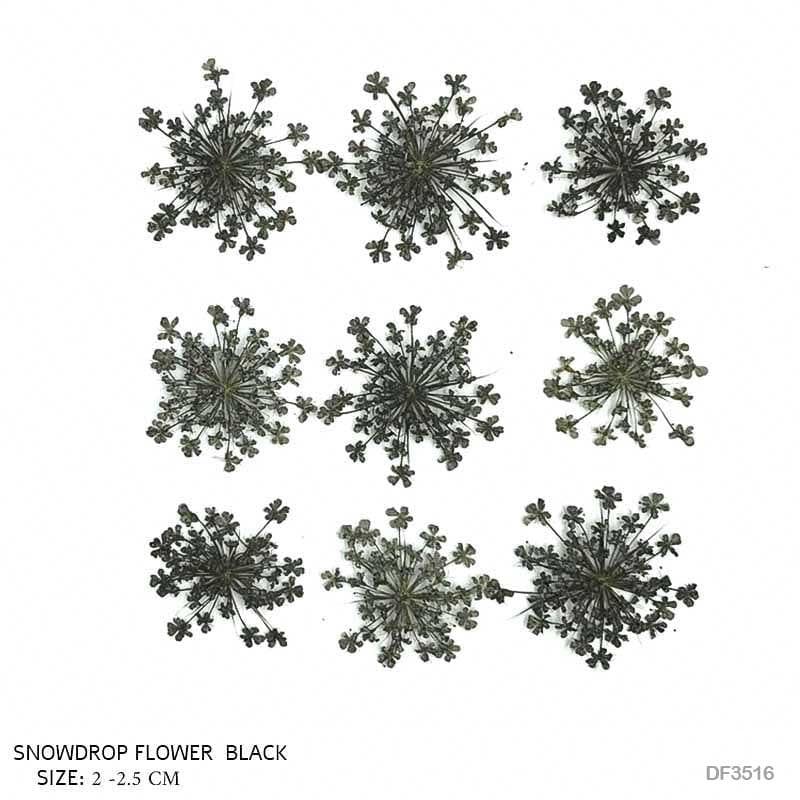 Dried Flower Sheet - 12 Flowers per Sheet (Design 22)
