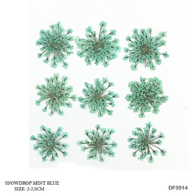 Dried Flower Sheet - 12 Flowers per Sheet (Design 19)
