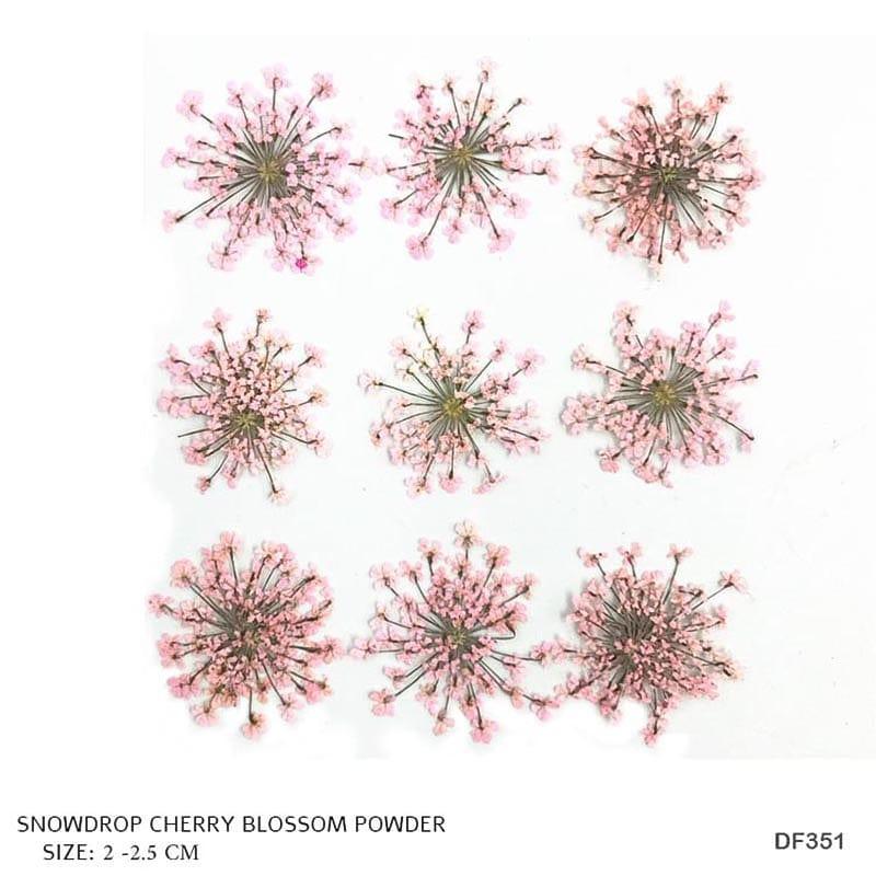 Dried Flower for Resin Dry 12 Flower Sheet Df35-4