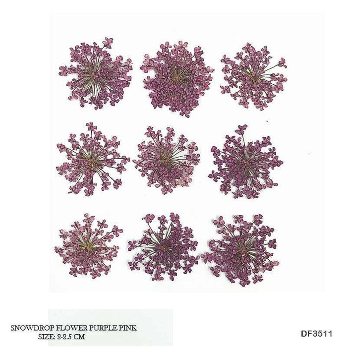 Dried Flower Sheet - 12 Flowers per Sheet (Design 5)