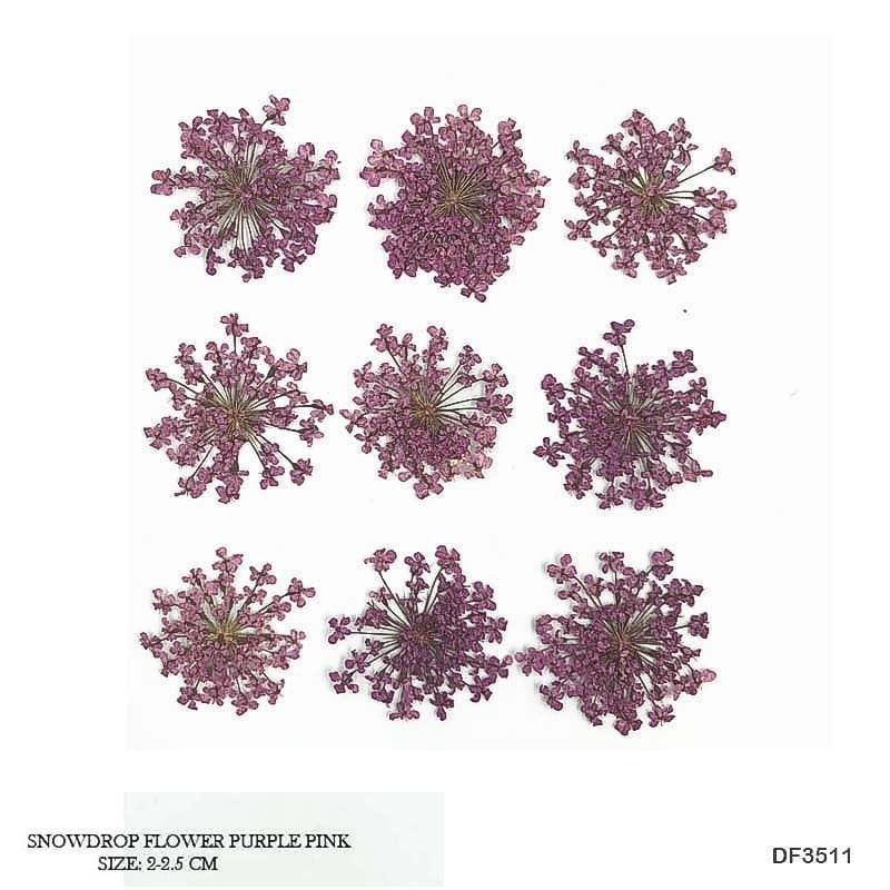 Dried Flower Sheet - 12 Flowers per Sheet (Design 5)