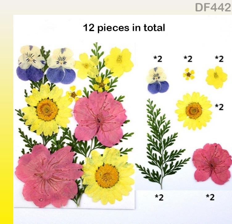 Dried Flower for Resin Dry Flower Sheet Df44-2