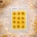 Dried Flower Sheet - 12 Flowers per Sheet (Design 13)