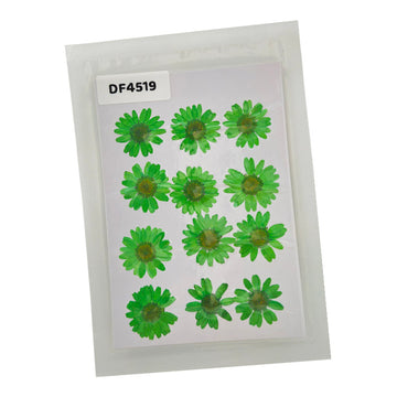 Dried Flower Sheet - 12 Flowers per Sheet (Design 16)