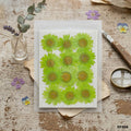 Dried Flower Sheet - 12 Flowers per Sheet (Design 7)