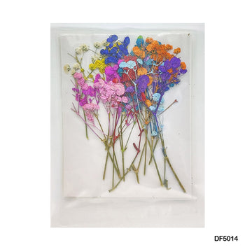 Dried Flower for Resin Pressed Flower Sheet Df50-14