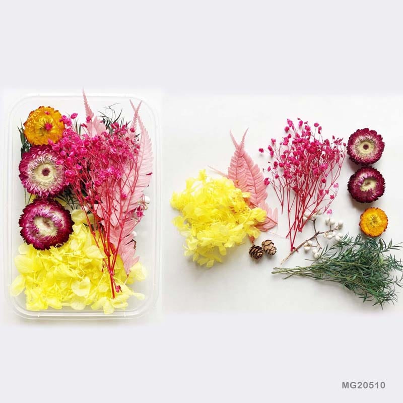 Dried Flower for Resin Dry Flower Box Mg-205-10