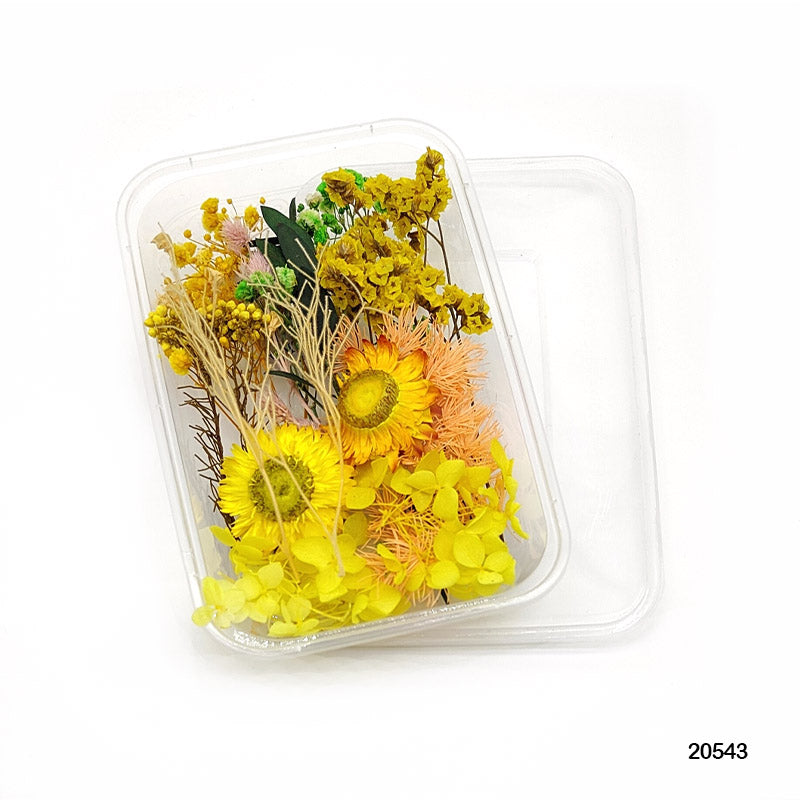 Dried Flower for Resin Dry Flower Box Mg205-43