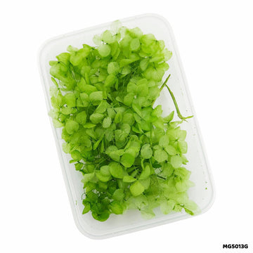 Dry Flowers Box for Resin Art & Jewellery (Design 3)