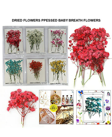 Dried Flowers Pressed Baby Breath Flowers Rawdf-T | INKARTO