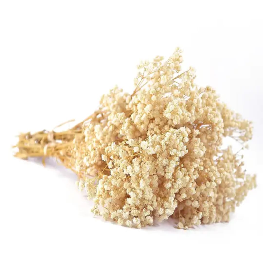 Premium Beige white Dried Flower for Resin Dry Flower Box l Pack of 1 box