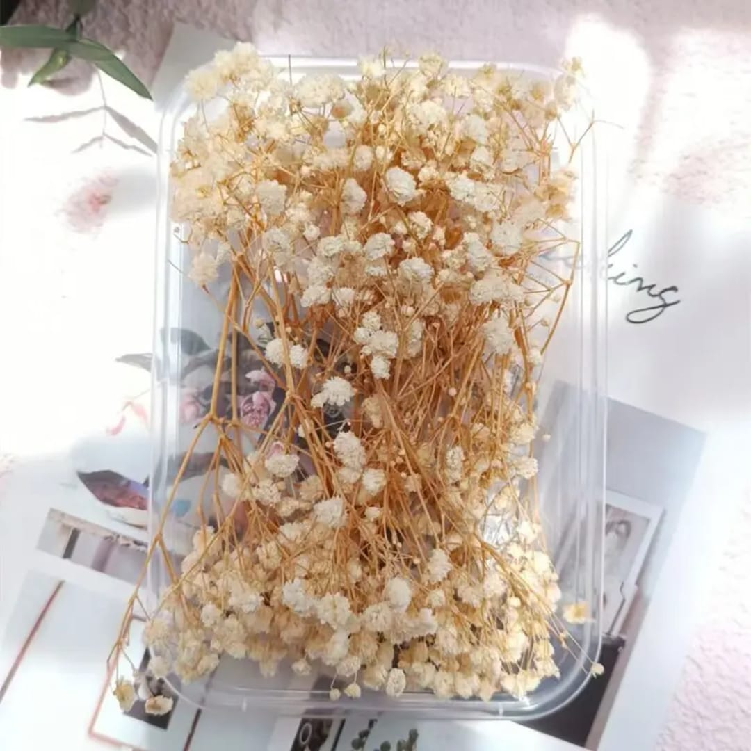 Premium Beige white Dried Flower for Resin Dry Flower Box l Pack of 1 box