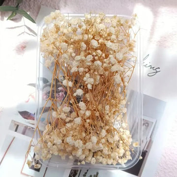 Premium Beige white Dried Flower for Resin Dry Flower Box l Pack of 1 box