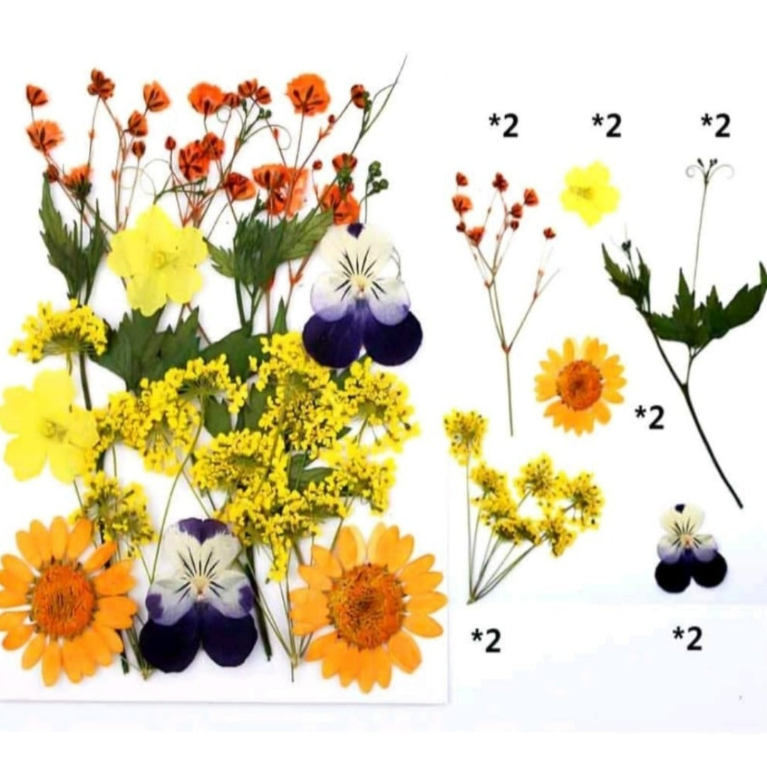 Craftdev Resin Art & Supplies Dried flower sheet  (pack of 12 pressed flower)