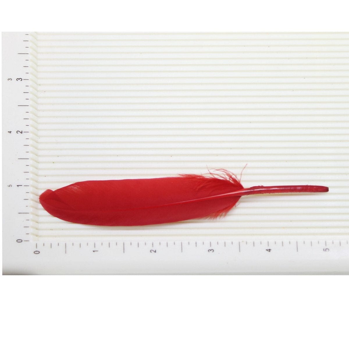 jags-mumbai Artificial Feather Feather Artificial Small Multi 10pcs CFMS