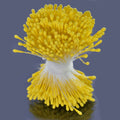 jags-mumbai Artificial Flower Artificial Flower Polons Pack Of 5 Bold Yellow