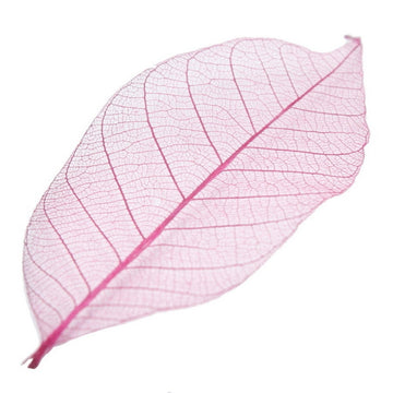 Dried Veins Leaf LF2X25 assorted color