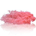 jags-mumbai Artificial Grass Jags Reindeer Moss 20 Grms Light Pink