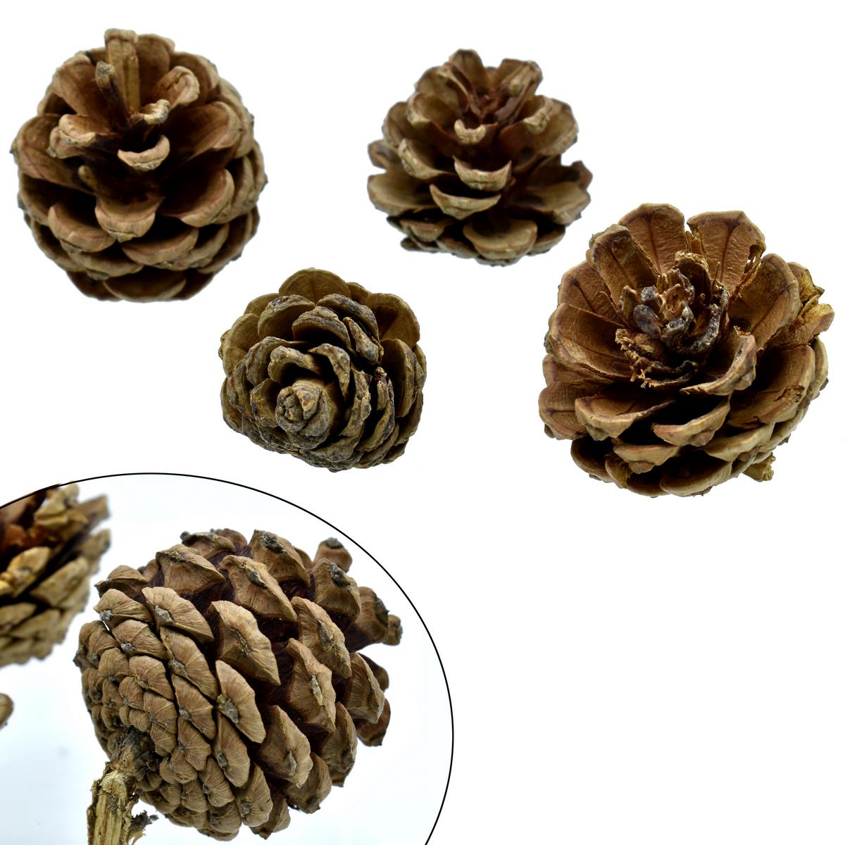 jags-mumbai DIY Craft raw material Wooden Pinecones | DIY Craft  (4Pc) 3x5cm