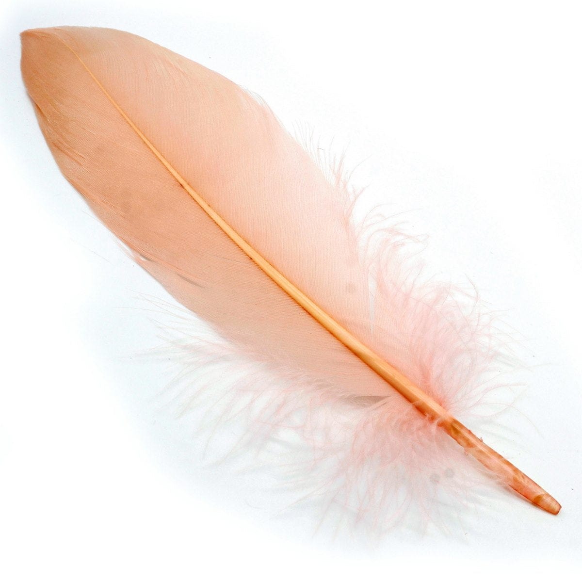 jags-mumbai Feather Feather Artificial Medium Colour 10pcs CFM-A