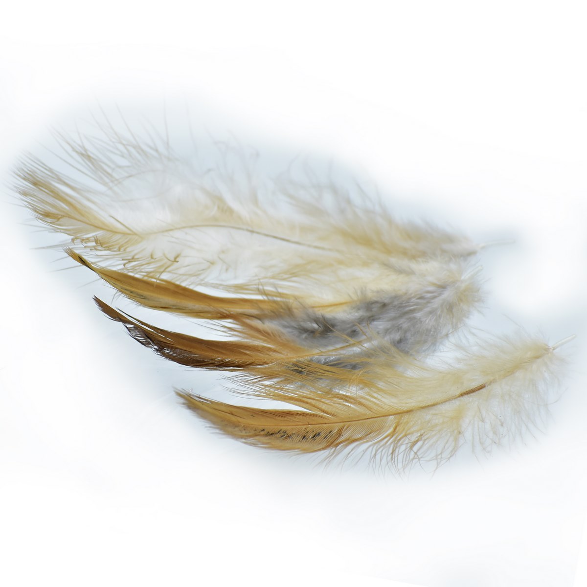 jags-mumbai Feather Feather Artificial Medium Natural Multi Colour
