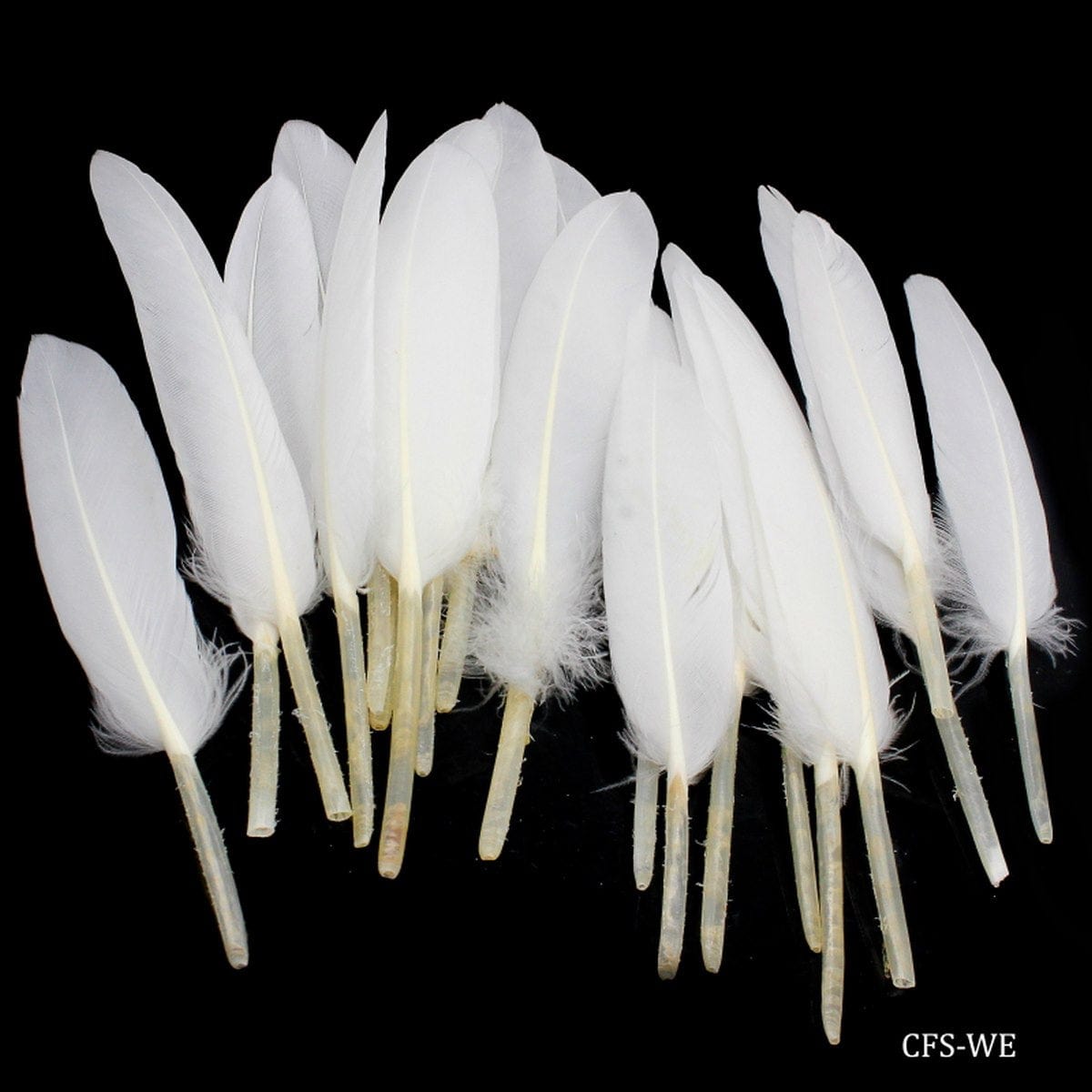 jags-mumbai Feather Feather Artificial Small White Colour 20pcs CFS-WE