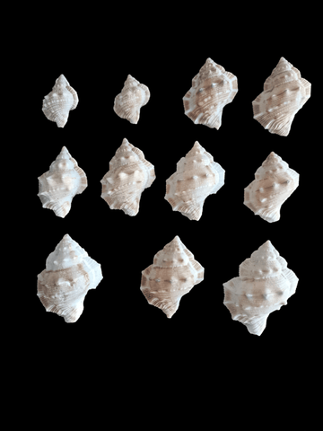 Shells for resin art (pack of 50gm)