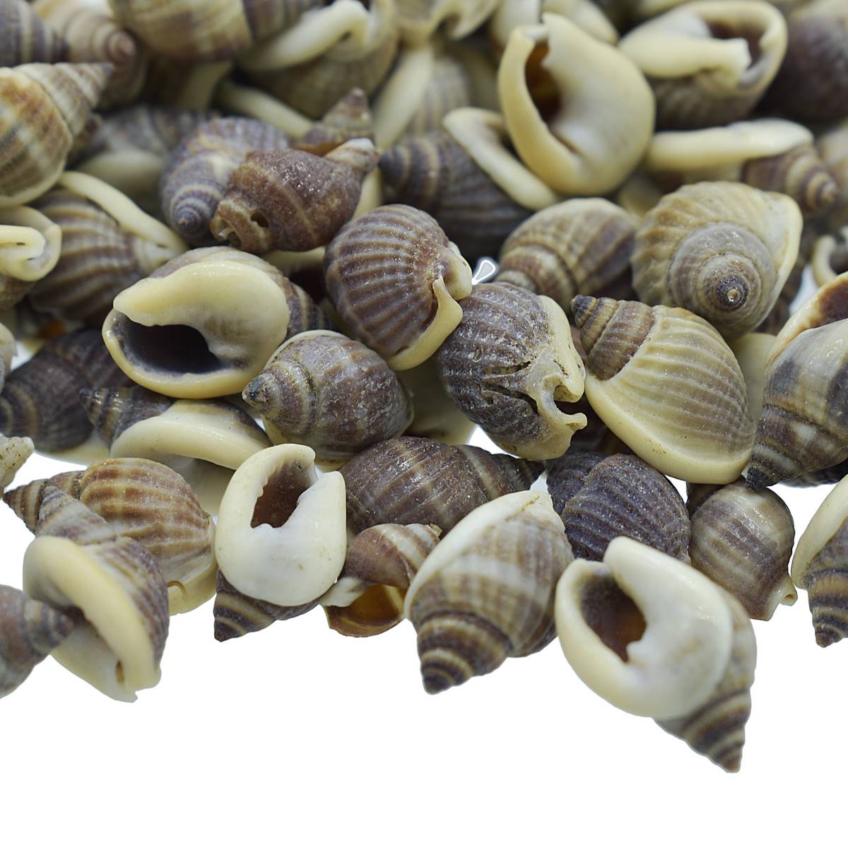 jags-mumbai Resin Brown Sea Shells