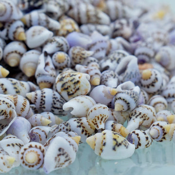 Shells Black&White Oori Sangh Mani 100gm