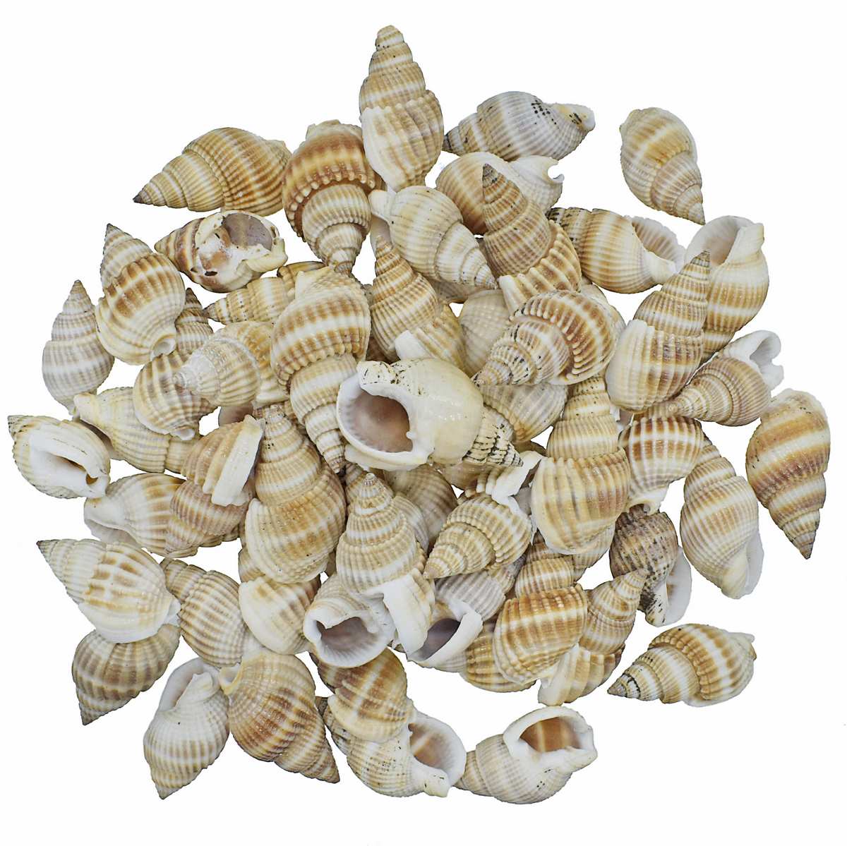 jags-mumbai Resin Shells Color Vali Kopparta 100gm