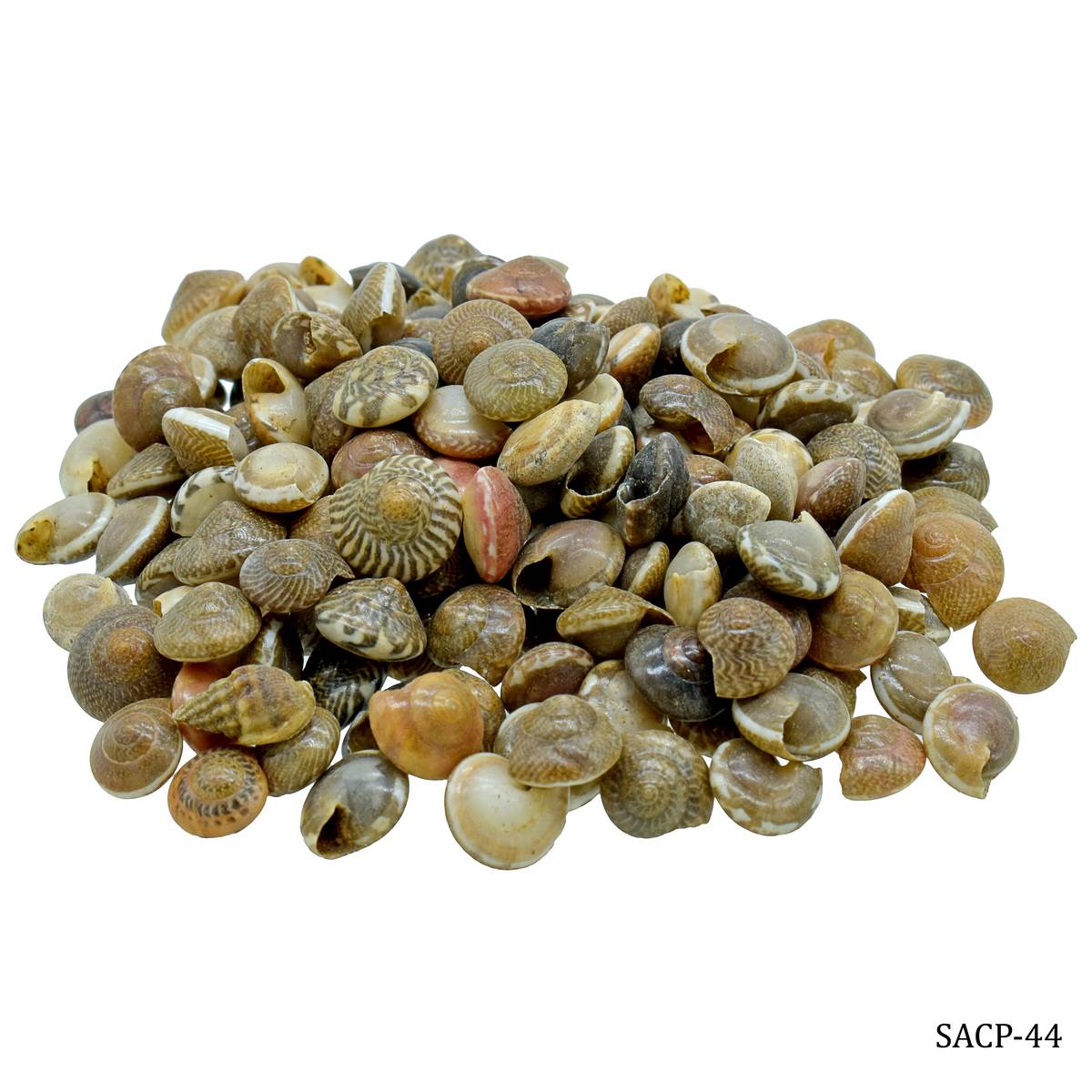 jags-mumbai Resin Shells for resin art (pack of 50gm)