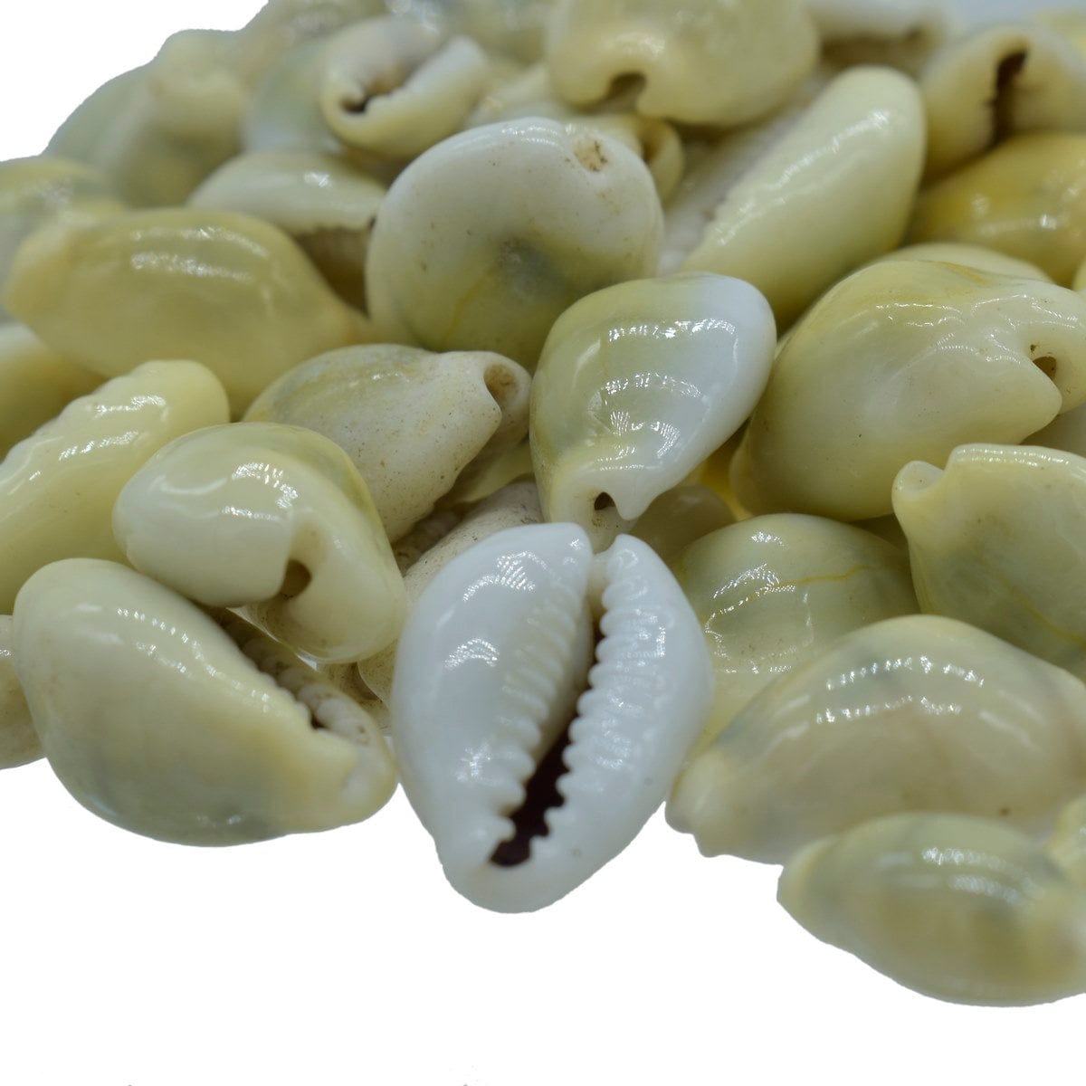 jags-mumbai Resin Shells Ordinary Cowdy Yellow Small 50gm