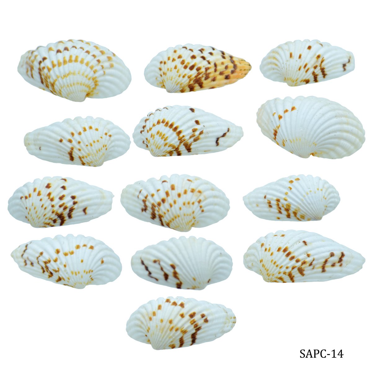 jags-mumbai Resin Shells Pulli Chippi 100gm SAPC-14