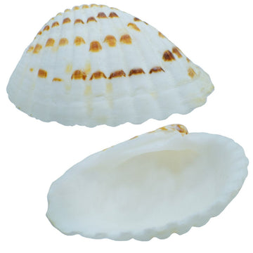 Shells Pulli Chippi 100gm SAPC-14