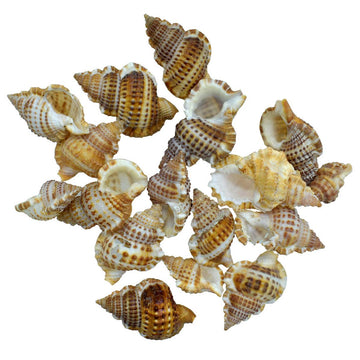 Small Sea Shells 50gm