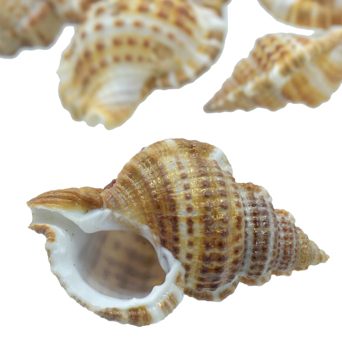 jags-mumbai Resin Small Sea Shells 50gm