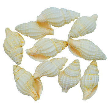Shells Jasmine 10pcs SAJ-32