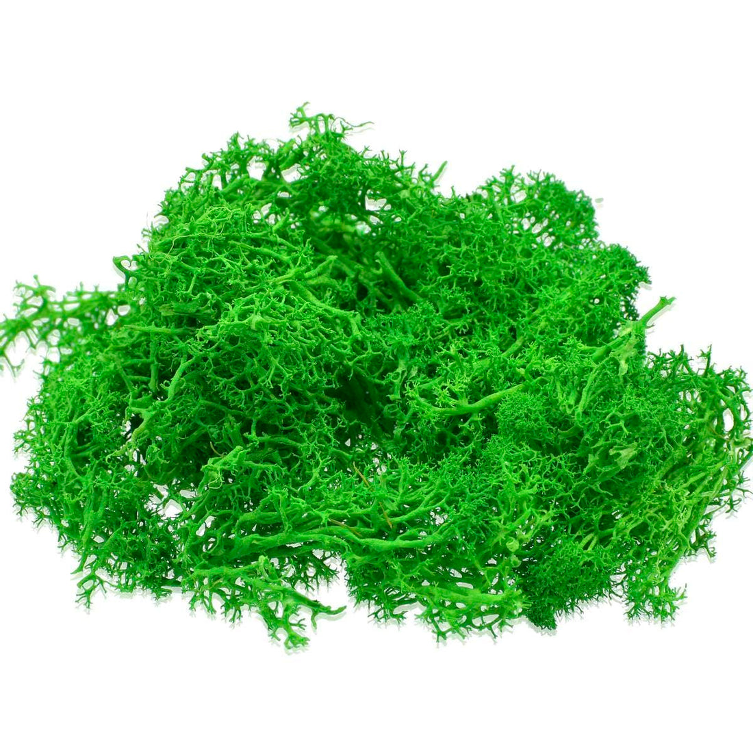 jags-mumbai Wooden & Plastic Box Jags Reindeer Moss 20 Grms Dark Greeen JIM200