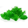 jags-mumbai Wooden & Plastic Box Jags Reindeer Moss 20 Grms Dark Greeen JIM200