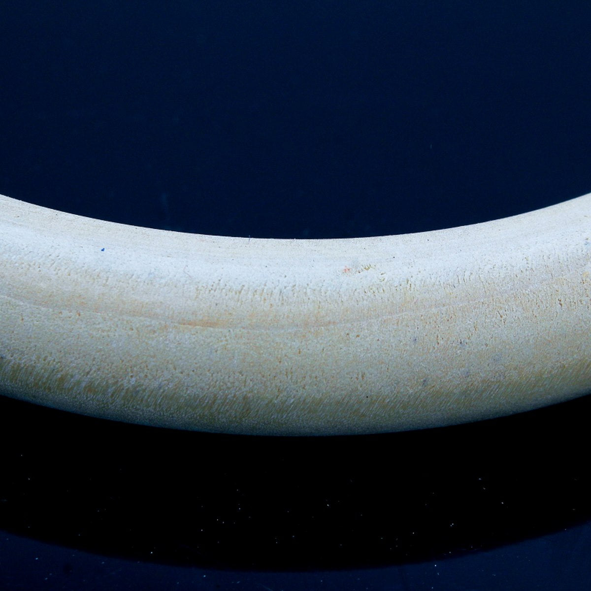 jags-mumbai Wooden Slice Round Wooden Ring (13cm)