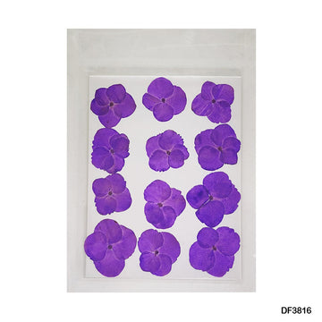 Df38-16 Dry 12 Flower Sheet